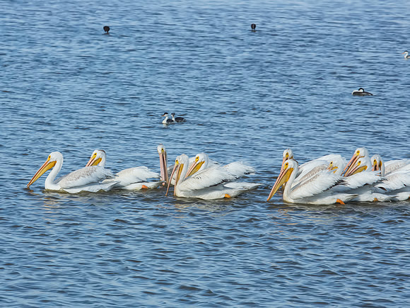 American White Pelican - Bear River Bird Migratory Refuge, UT