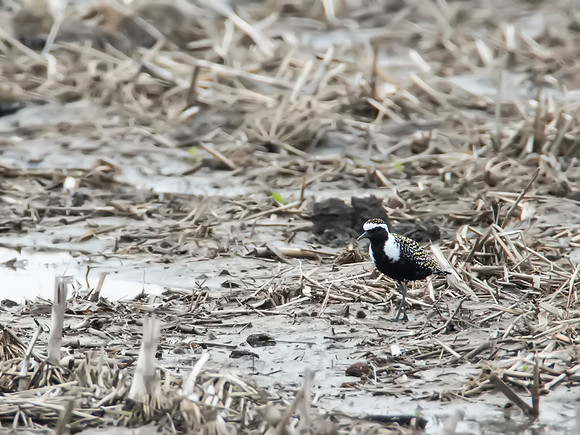 American Golden Plover - Metzger Marsh State WA