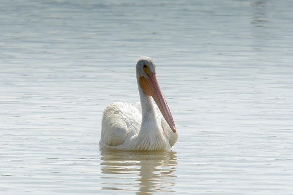 American White Pelican - Bear River Bird Migratory Refuge, UT