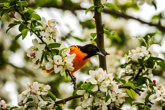 Baltimore Oriole - Magee Marsh