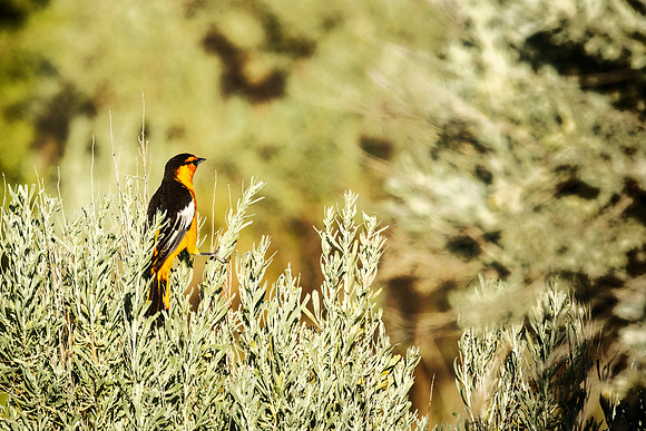 Bullock's Oriole - Hell's Half Acre Idaho