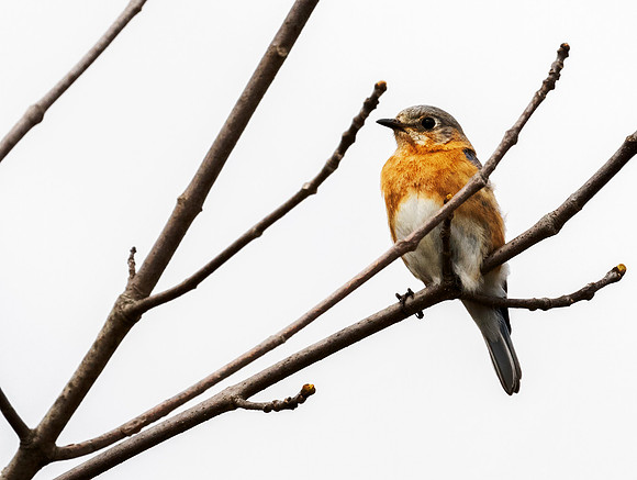 Eastern Bluebird  - Carriage Hill Farm Metro Park