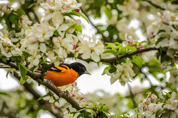 Baltimore Oriole - Magee Marsh