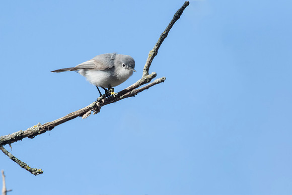 Blue-gray Gnatcatcher - Magee Marsh