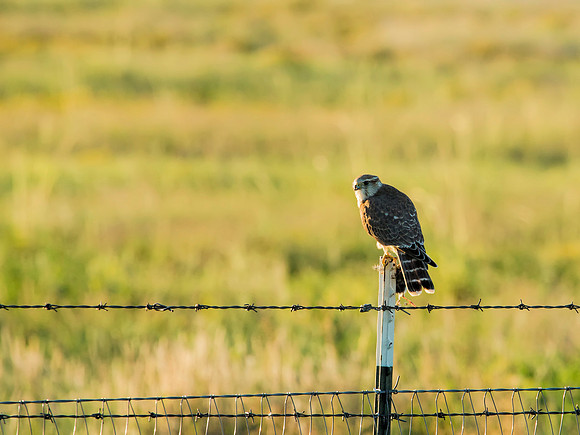 Merlin - Las Vegas NWR, NM