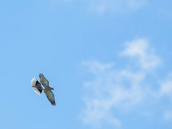 Eurasian-collared Dove