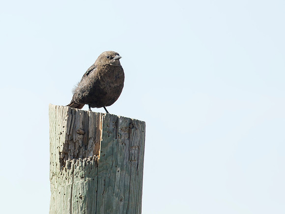 Brown-headed Cowbird