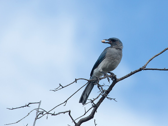 Mexican Jay - Ash Canyon B & B, Hereford, AZ