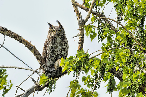 Great Horned Owl - Rocky Mountain Arsenal NWR
