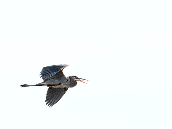 Great Blue Heron - Huffman Prairie Flying Field