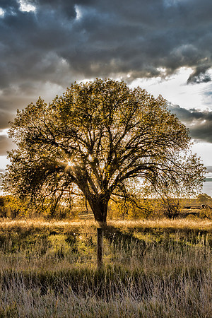 Lone tree in field in Nebraska
