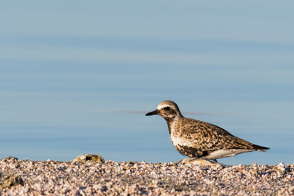 Black-bellied Plover - Salton Sea, CA
