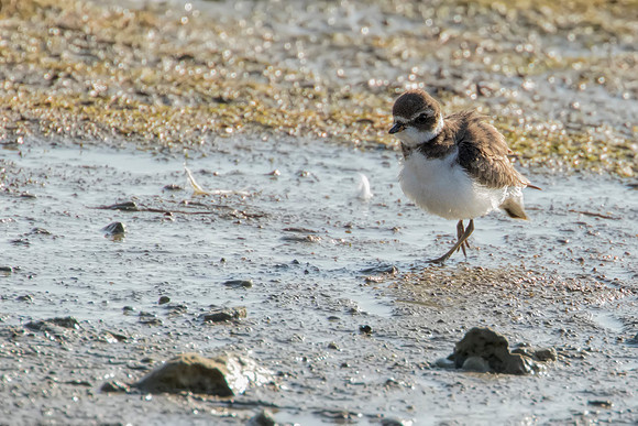 Semipalmated Plover - Ceasar Creek SP