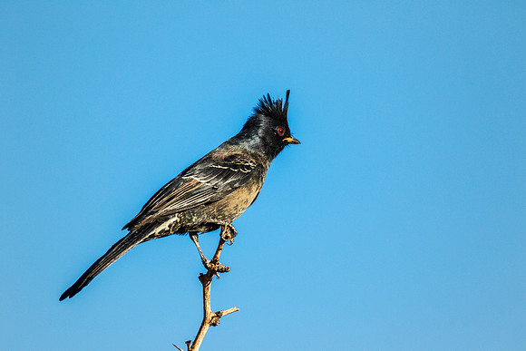 Phainopepla - Joshua Tree NP