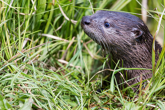 River Otter pup