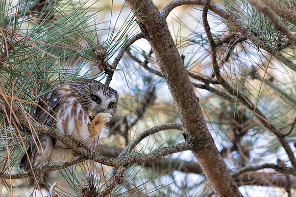 Northern Saw-whet Owl - Magee Marsh