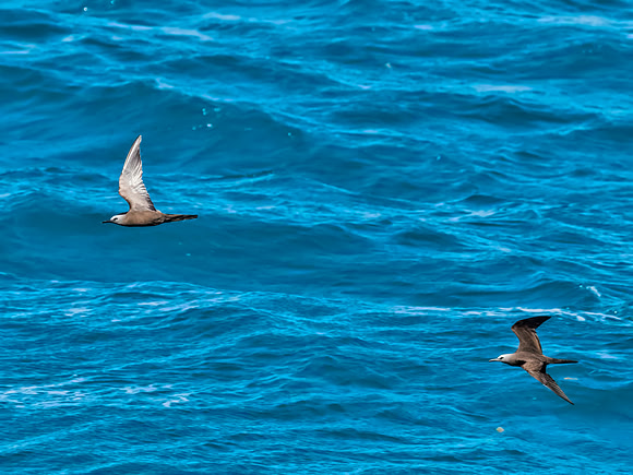 Brown Noddy - Flying off starboard side of Yankee Freedom III on the way to the Dry Tortugas