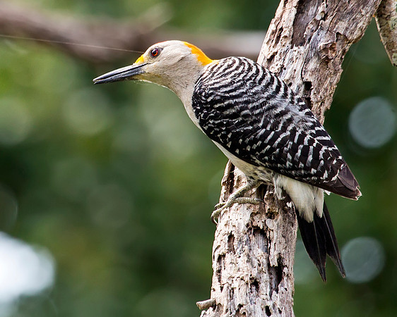 Golden-fronted Woodpecker
