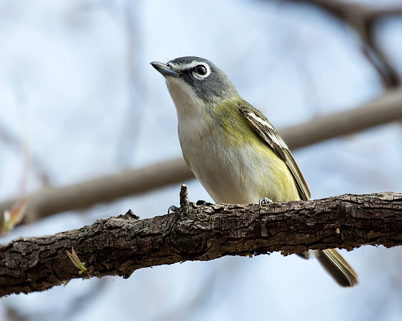 Blue-headed Vireo at McGee Marsh