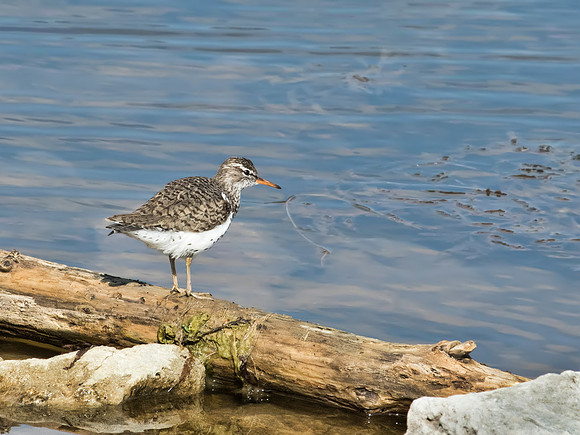 Spotted Sandpiper - Carriage Hill Farm Metro Park