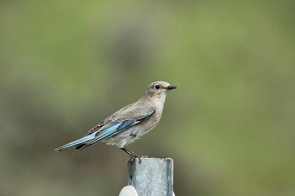 Mountain Bluebird - Utah