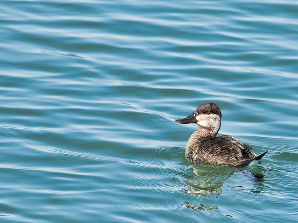 Ruddy Duck - Findlay Reservoir