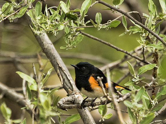 American Redstart  - Magee Marsh NWR