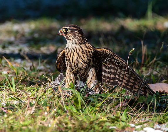 Merlin eating a European Starling