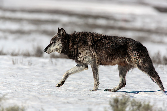 Wolf striding across the snow