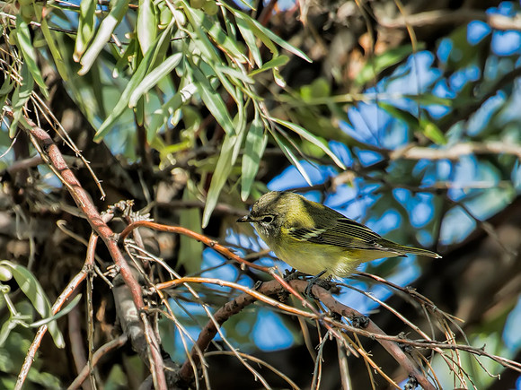 Cassin's Vireo - Antelope Island - Utah