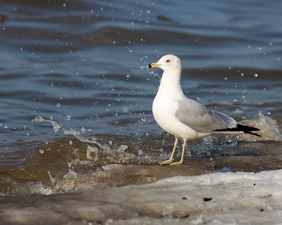 Ring-billed Gull spending a little time listen/watching the waves on Lake Erie.