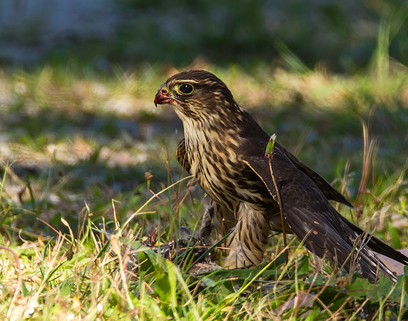 Merlin eating a European Starling
