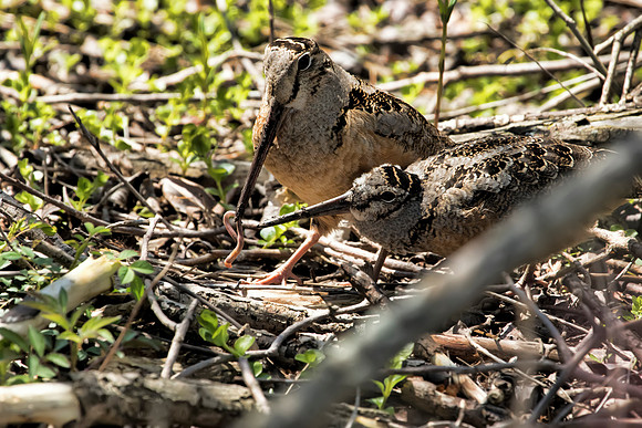 Hey Mom what is for dinner - American Woodcock - Magee Marsh