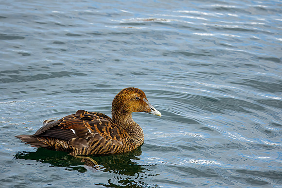 Common Eider female - Cape Cod Seashore - 2016