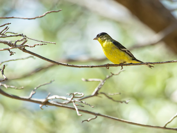 Lesser Goldfinch - Hereford, AZ