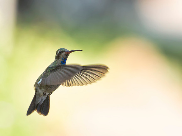 Blue-throated Hummingbird - Hereford, AZ