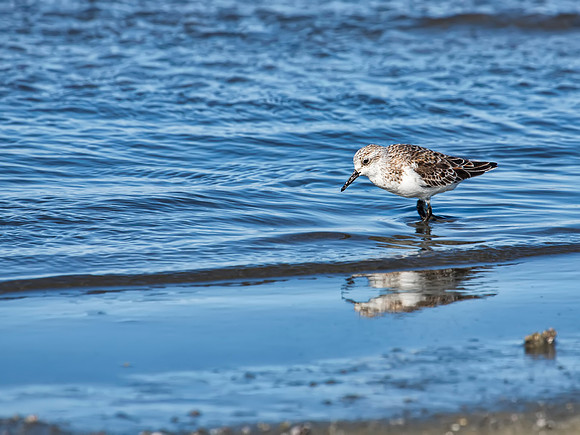 Sanderling Sandpiper - Salton Sea, CA