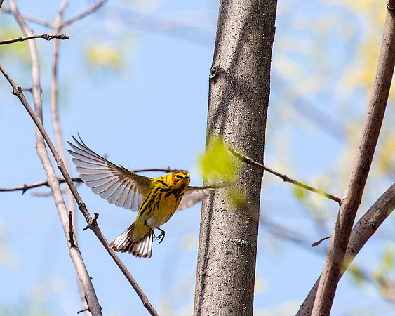 Cape May Warbler