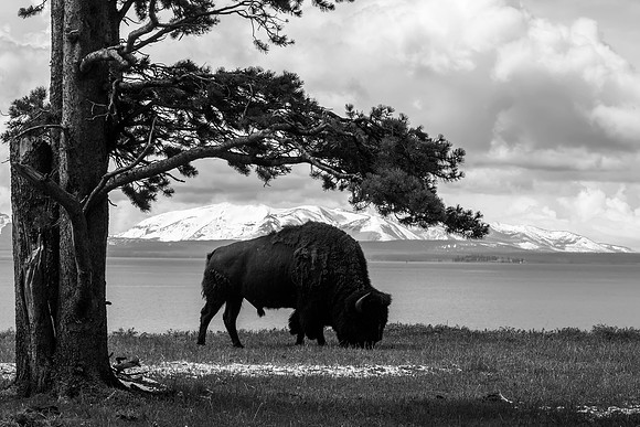 Day 2 - Bison in front of Yellowstone Lake