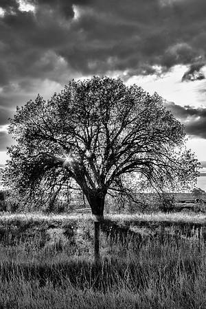 Day 5 - Lonely tree