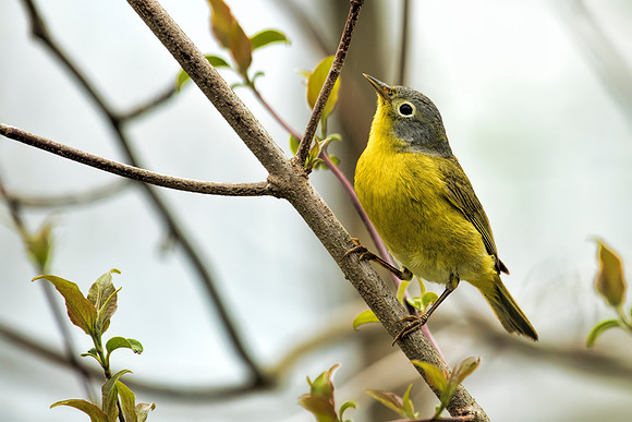 Nashville Warbler - Magee Marsh, Ohio