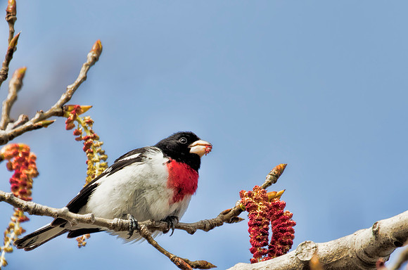 Rose-breasted Grosbeak - Magee Marsh