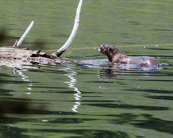 River Otter on log