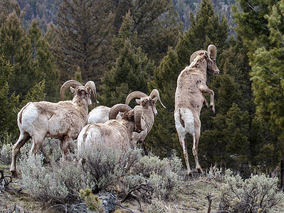 Herd of bighorn sheep rams