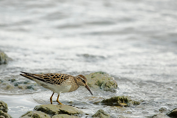 Pectoral Sandpiper - East Fork State Park, OH