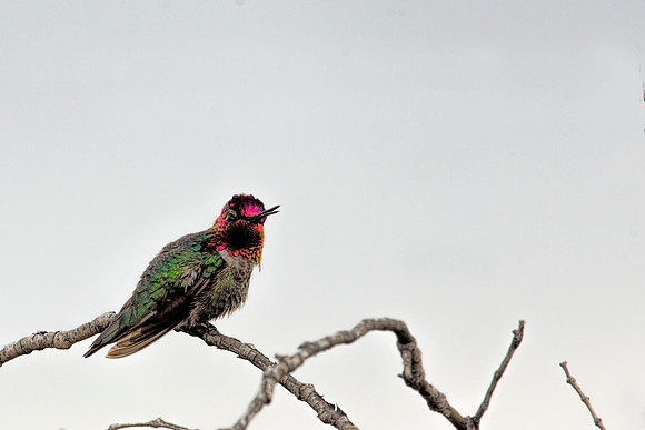 Costa's Hummingbird - Sam Lema Park Tucson