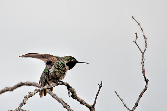 Costa's Hummingbird - Sam Lema Park Tucson