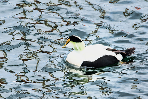 Common Eider - Cape Code