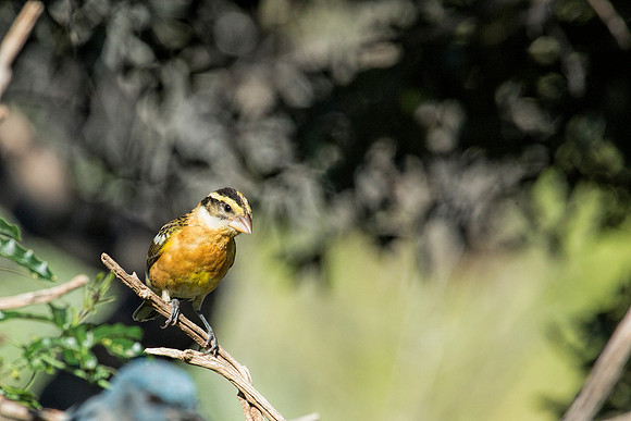 Black-headed Grosbeak - Hereford, AZ