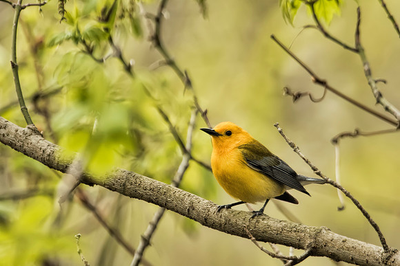 Prothonotary Warbler - Magee Marsh